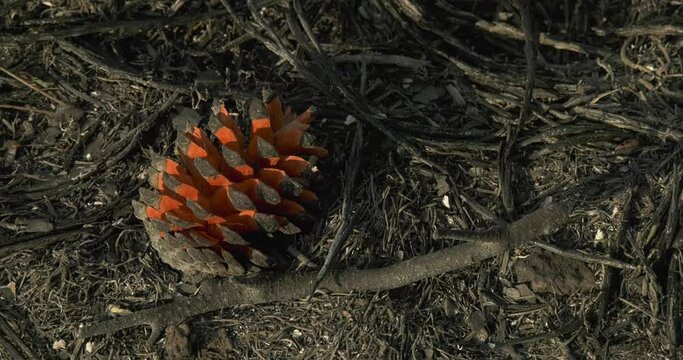 pinos de bosque quemados
