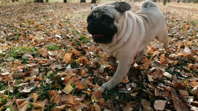 Portrait of beautifull, funny pug dog play and looking into the camera, tilting head. Media. Beautiful autumn forest park. Happy face. Golden yellow leaves. Perfect autumn background. Slowmotion.