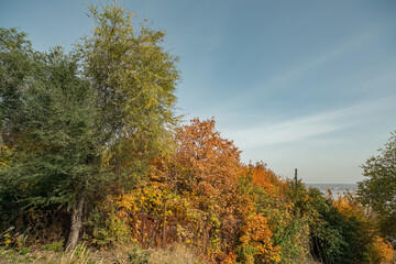 Autumn background. Trees with yellow, red and green leaves.