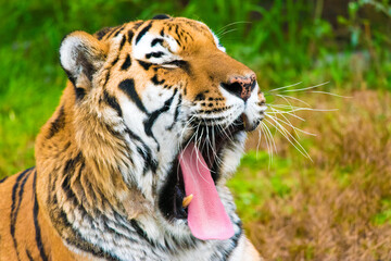 Yawning tiger
