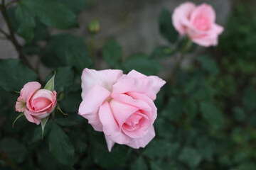 ピンク色のバラ