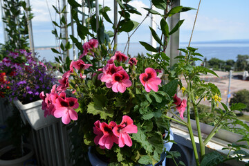 Small urban garden on the balcony. Blooming pelargonium grandiflorum, tomato and other plants grow in pots and containers.