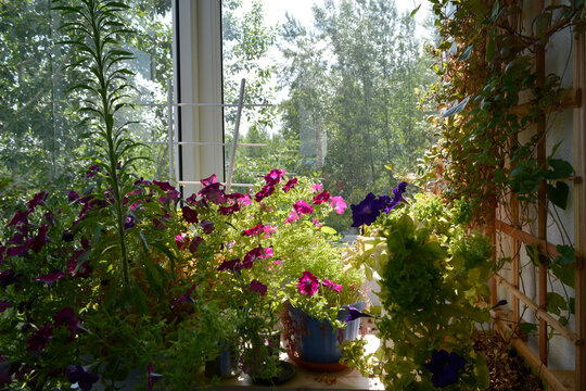 Small urban garden on the balcony with pink and violet petunia flowers in pots, and cobaea on trellis on the wall.