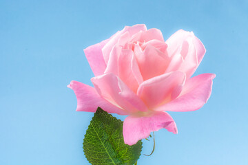 Rose in blue background angelical celestial and tender lovely pinky