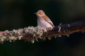 female pied flycatcher (Ficedula Hypoleuca) on a branch in Marbella. Spain