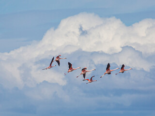 Picture of a group of flying flamingos in front of an impressive cloud scenery