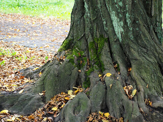 the lower part of an old thick tree covered with green moss and fallen yellow leaves