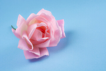 Rose in blue background angelical celestial and tender lovely pinky