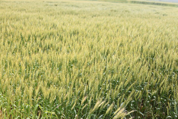 Fototapeta premium 麦畑