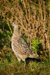 Female pheasant bird in the grass