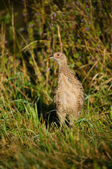 Female pheasant bird in the grass