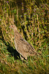 Female pheasant bird in the grass