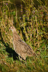 Female pheasant bird in the grass
