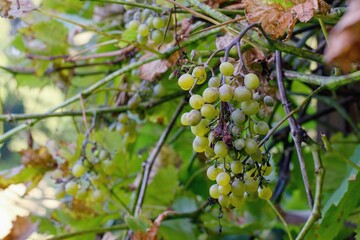 Plant disease Peronospora (Plasmopara viticola) also known as grape downy mildew.