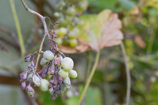 Plant disease Peronospora (Plasmopara viticola) also known as grape downy mildew.