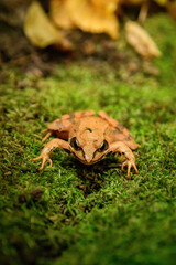 Close-up photo of a Agile frog - Rana dalmatina sitting on moss