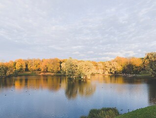 Golden trees on the lake, autumn background