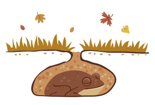 Frog Hibernation Autumn Illustration