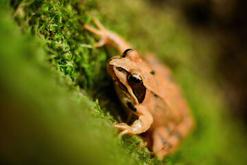 Close-up photo of a Agile frog - Rana dalmatina sitting on moss