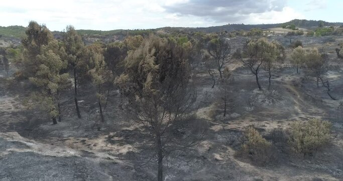 bosque quemado 4k