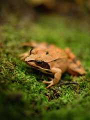 Close-up photo of a Agile frog - Rana dalmatina sitting on moss