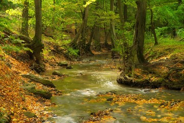 Flowing stream in the autumn forest