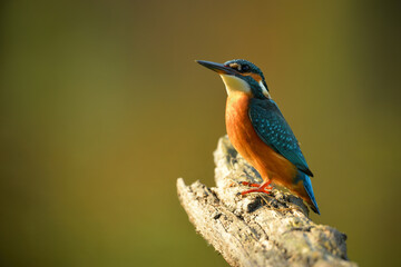 Kingfisher - Alcedo Atthis on a tree branch