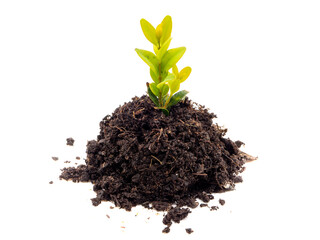 Erde mit Pflanze auf weißen Hintergrund