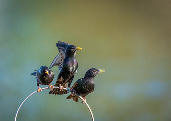 Squabbling Starlings
