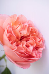 Blooming roses, bush rose macro photo. Close up of a Peach Colored Rose. Focus on a peach-colored rose. Unfocused blur rose petals. flower of rose close-up. Natural background. 