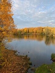 Golden trees on the lake, autumn background