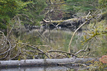 tree in the river