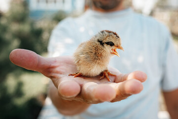 The small newborn chicks in the hands of man