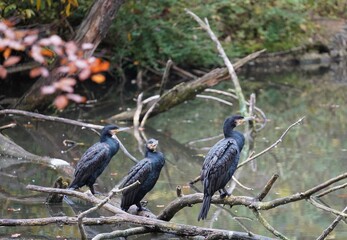 three cormorans