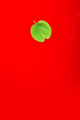 Indian Festival Dussehra , green leaf and rice