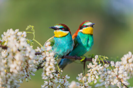pair of beautiful colored birds in beautiful flowers