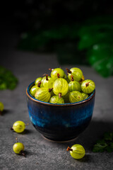 Fresh ripe berries of green gooseberry in a blue bowl on dark gray background. Selective focus.