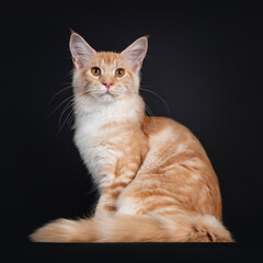 Obraz premium Pretty red silver tabby Maine Coon cat, sitting side ways. Looking beside camera with orange eyes. Isolated on black background.