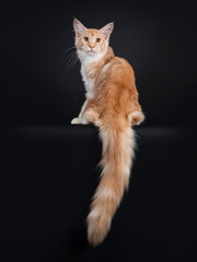 Fototapeta na wymiar Pretty red silver tabby Maine Coon cat, sitting backwards Looking over shouder to camera with orange eyes. Isolated on black background.