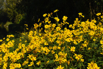 closeup of wild yellow flowers in the countryside