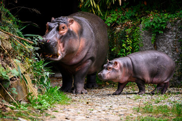 Hippopotamus amphibian female with cub looking for food.