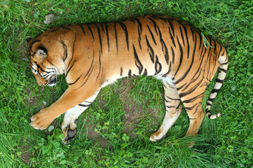 Sleeping tiger (Panthera tigris) seen from above