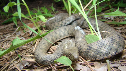 Close up of Snake .
Closeup of water snake is a non venomous. 
Snake in the woods, forest
Veterinarian exotic.
Veterinarian wildlife.
veterinary medicine.
animal, animals, reptile.