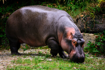 Fototapeta na wymiar Hippopotamus amphibian female looking for food.