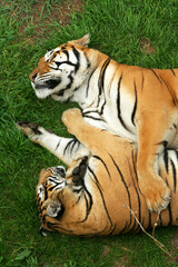 Sleeping tigers (Panthera tigris) seen from above