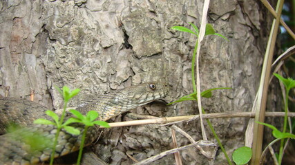 Close up of Snake .
Closeup of water snake is a non venomous. 
Snake in the woods, forest
Veterinarian exotic.
Veterinarian wildlife.
veterinary medicine.
animal, animals, reptile.