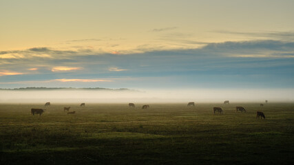 Cows on the foggy pasture at morning