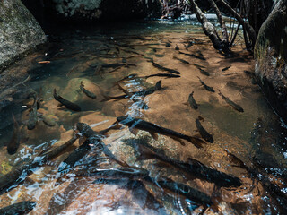 group of fish swimming in transparent stream water. waterfall in tropical forest, Thailand.