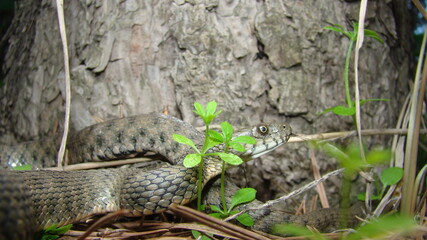 Close up of Snake .
Closeup of water snake is a non venomous. 
Snake in the woods, forest
Veterinarian exotic.
Veterinarian wildlife.
veterinary medicine.
animal, animals, reptile.