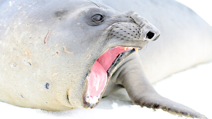 Elephant seal at signy island, antarctica